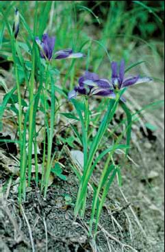 400 Iris graminea.jpg