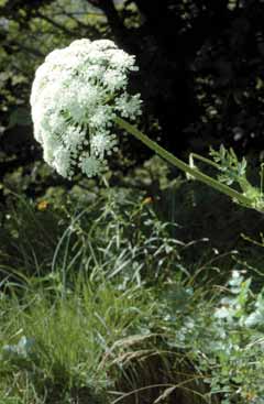 Laserpitium nitidum. Foto P.Arrigoni