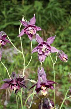 Aquilegia atrata. Foto F. Bonifacio