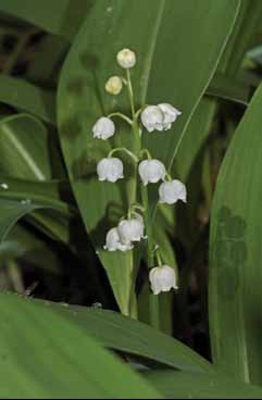 389 Convallaria m.jpg