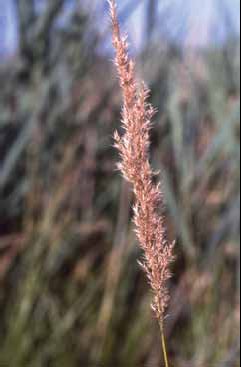 408 Calamagrostis.jpg