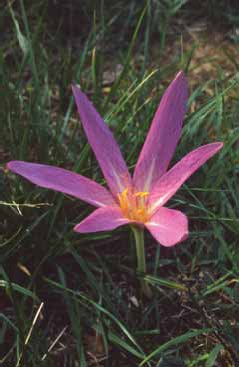 370 Colchicum lu.jpg