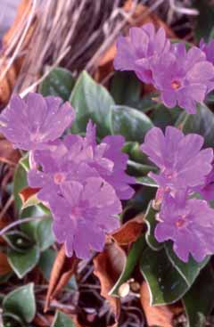 Primula glaucescens. Foto P. Arrigoni