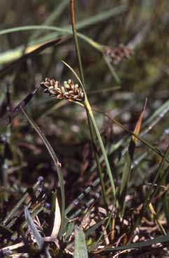 430 Carex bicolor.jpg