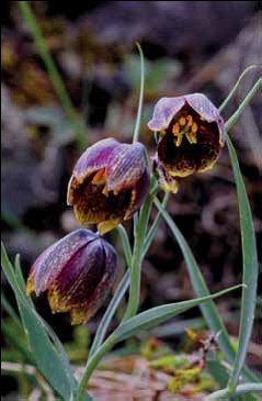 377 Fritillaria m.jpg