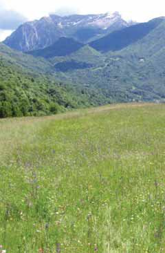 Prato loc. Augueglio. Foto A. Ferrario