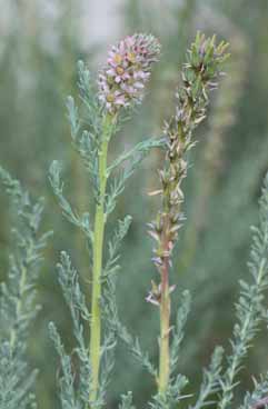 Myricaria germanica. Foto G.Parolo