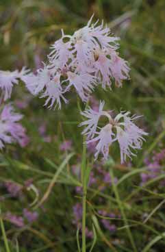 Dianthus superbus subsp.alpestris. Foto G.Parolo