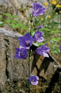 306 Campanula per.jpg