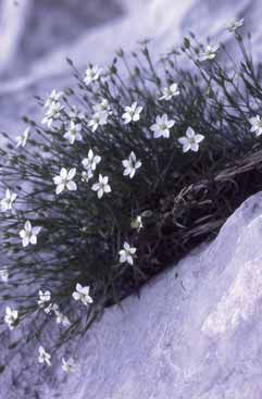 Minuartia grignensis. Foto S.Frattini