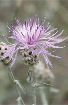 341 Centaurea de.jpg