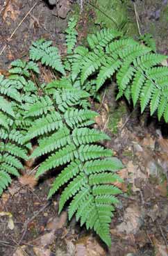 Dryopteris remota. Foto A. Bruna