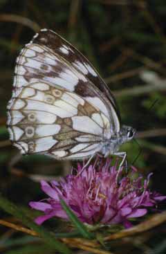 Melanargia galathea. Foto D. Baratelli