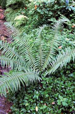 Dryopteris affinis. Foto G.Trombetti