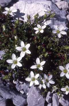 Arenaria ciliata. Foto S.Frattini