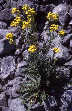 Biscutella cichoriifolia. Foto S.Frattini