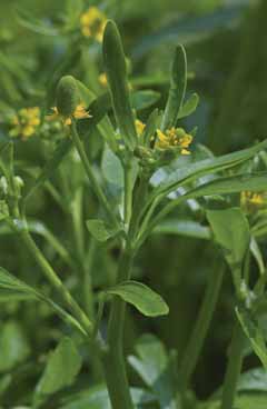 Ranunculus sceleratus. Foto G.Parolo