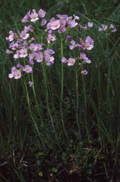 Cardamine pratensis. Foto S.Frattini