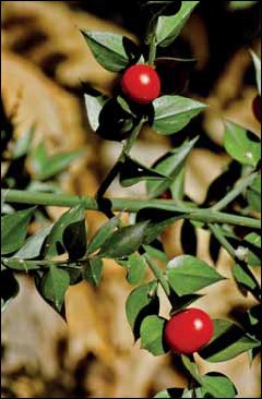 393 Ruscus ac.jpg