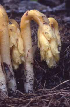 217_Monotropa_hypopitys.jpg