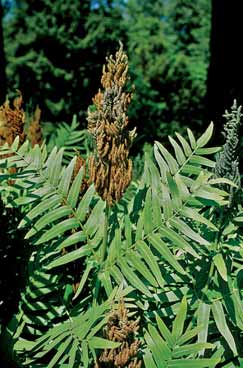 Osmunda regalis Foto G.Parolo