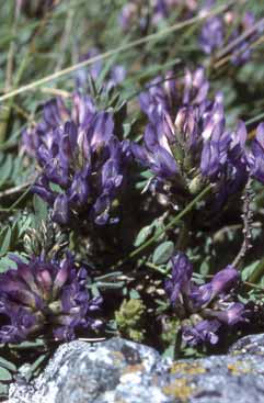 Astragalus leontinus. Foto R.Ferranti