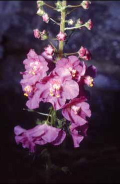 265 Verbascum ph.jpg