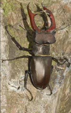 I19 lucanus.jpg