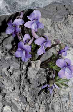 Viola pinnata. Foto G.Parolo