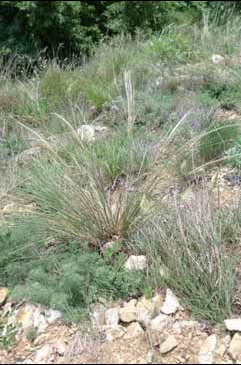 411 Stipa pulche.jpg