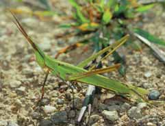 Acrida mediterranea. Foto D. Baratelli