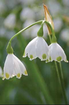 395 Leucojum a.jpg