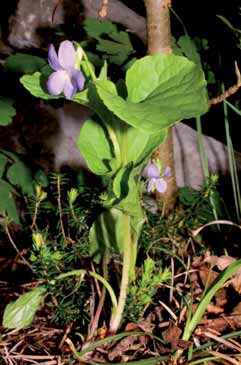 Viola mirabilis. Foto F.Fenaroli