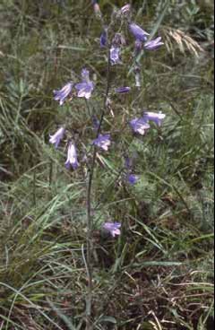 307 Campanula sib.jpg