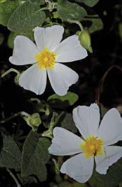 Cistus salviifolius. Foto G.Parolo