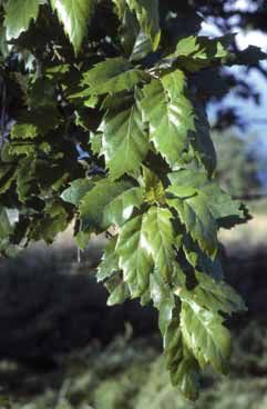 Quercus crenata. Foto S.Frattini