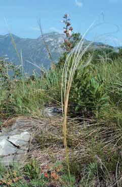 410 Stipa erio.jpg