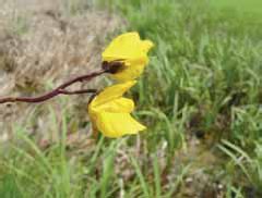 287a Utricularia vulgaris.jpg