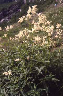 Aconogonon alpinum. Foto S.Frattini