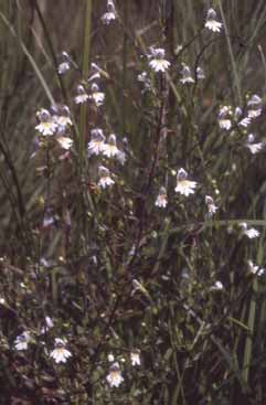 274 Euphrasia of.jpg