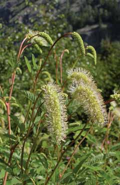 Sanguisorba dodecandra. Foto G.Parolo