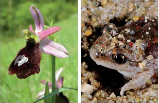 a sinistra Ophrys benacensis. Foto S. Pierce, a destra Pelobates fuscus. Foto F. Pupin