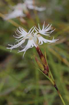 086a Dianthus monspessulanus.jpg