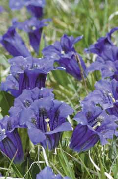 Gentiana acaulis. Foto G. Parolo