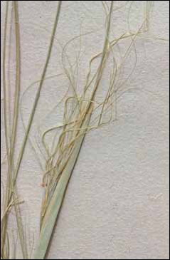 413 Stipa capillata.jpg