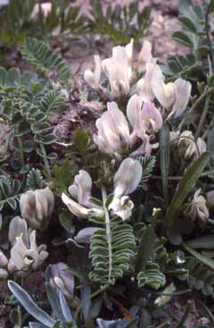 Astragalus depressus subsp. depressus. Foto R.Ferranti