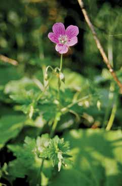 Geranium palustre. Foto G.Parolo