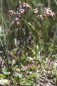 Thalictrum alpinum. Foto S.Frattini