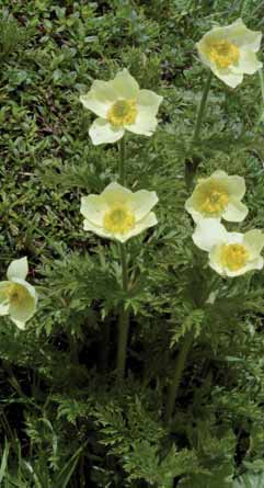 Pulsatilla alpina subsp. apiifolia. Foto G. Parolo