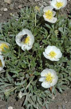 Ranunculus seguieri subsp. seguieri. Foto P.Arrigoni